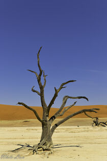 Camel thorn tree in the dead marsh land of Sossusvlei Tall