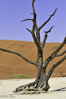 Camel thorn tree in the dead marsh land of Sossusvlei  by Iain Baguley