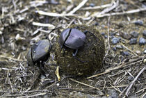 Dung Beetles by Iain Baguley