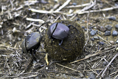 Dung-beetles-1