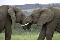 Elephants Greeting by Iain Baguley