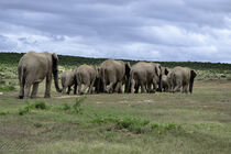 Elephant herd leaving 