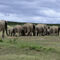 Elephant-moving-out-1
