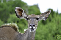Kudu Female von Iain Baguley