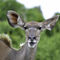 Female-kudu-1