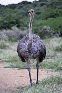 Ostrich Female by Iain Baguley