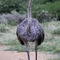 Female-ostrich-1