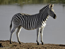 Zebra Female by Iain Baguley