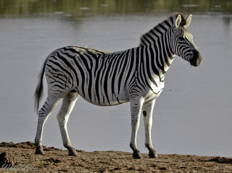 Female-zebra-1
