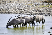 Oryk (Gemsbok) Down at the water hole by Iain Baguley