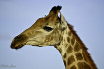 Giraffe von Iain Baguley