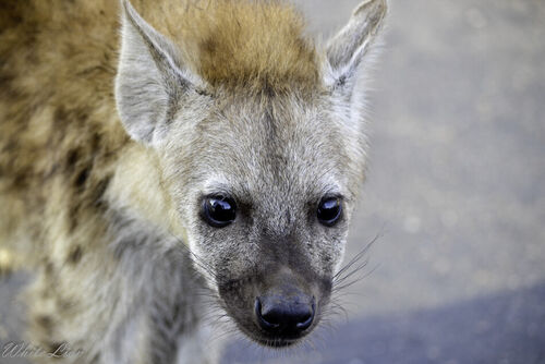 Hyena-pup-1