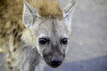 Hyena Pup by Iain Baguley