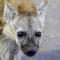 Hyena-pup-1