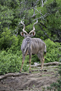 Male Kudu Bull by Iain Baguley