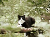 Katze auf der Lauer by maja-310