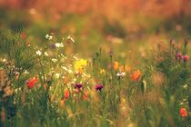 Summer meadow  by jumeswelt