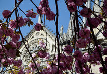 Notre-Dame in cherry blossoms by Katia Boitsova