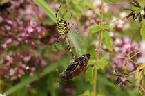 Wespenspinne mit Schmetterling in der Operrolle von Anja  Bagunk