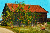 Scheune im Havelland. Apfelbaum und Hühner. by havelmomente