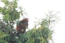 Eichhörnchen II von Anja  Bagunk