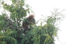 Eichhörnchen III von Anja  Bagunk