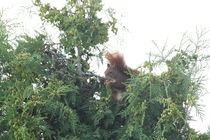 Eichhörnchen VII von Anja  Bagunk