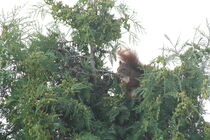 Eichhörnchen VIII von Anja  Bagunk