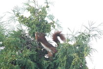 Eichhörnchen XI von Anja  Bagunk