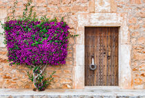Mediterranean house front door with beautiful bougainvillea flowers by Alex Winter