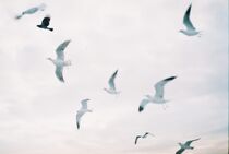 analog seagulls by Ferda demir