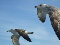 seagulls by Ferda demir