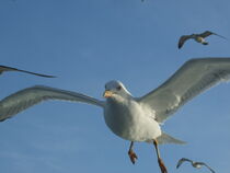 Seagull by Ferda demir