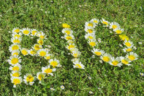 Bio written with flowers on green meadow by Alex Winter
