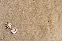 Seashells decoration on sand beach background by Alex Winter