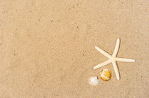 Starfish and seashells on sand beach with copy space von Alex Winter