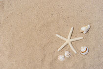 Starfish and seashells on sand beach background by Alex Winter