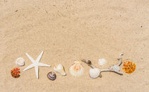 Starfish and seashells border on sand beach by Alex Winter
