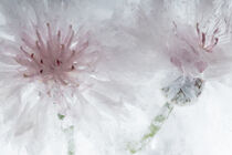 Weiße Kornblume in kristallklarem Eis 2 von Marc Heiligenstein