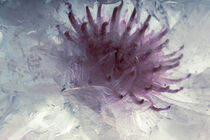 Weiße Kornblume in kristallklarem Eis 1 von Marc Heiligenstein