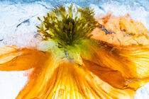 Mohnblüte in kristallklarem Eis 1 von Marc Heiligenstein