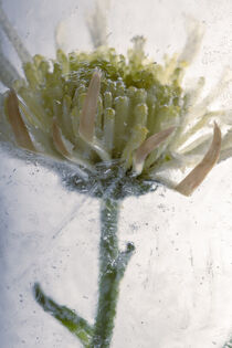 'Gelbe Chrysantheme in kristallklarem Eis 1' von Marc Heiligenstein