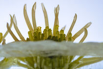 Gelbe Chrysantheme in kristallklarem Eis 2 by Marc Heiligenstein