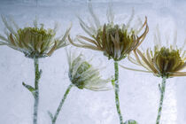 'Gelbe Chrysanthemen in kristallklarem Eis 3' von Marc Heiligenstein