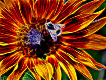 Sonnenblumenflammen by Edgar Schermaul