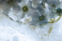 Blaue Seidenblume in kristallklarem Eis