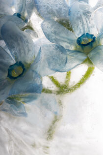 'Blaue Seidenblume in kristallklarem Eis 2' von Marc Heiligenstein