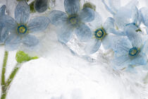 Blaue Seidenblume in Eis 1 by Marc Heiligenstein