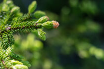 Detail of a fir branch against green blurry background