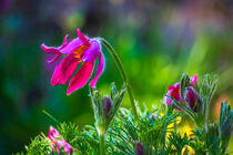Pasque flower in front of blurred background by Margit Kluthke